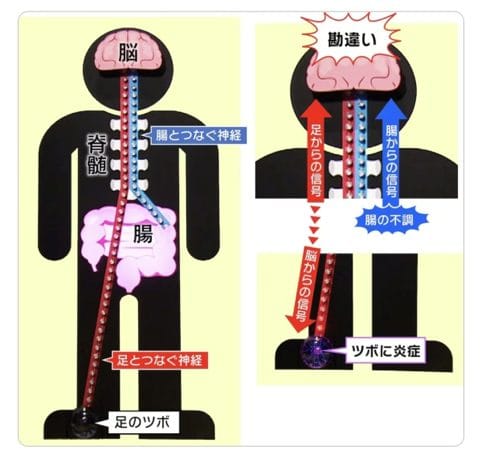 脳とツボの関係
